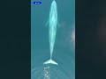 What Happens When a Blue Whale Dies? #BlueWhale #WhaleFall #OceanMystery #DeepSea #MarineLife
