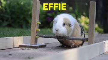 Guinea Pig Olympics 1 Hour - Parry Gripp