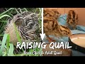 Raising japanese quail  from chicks to adult quails
