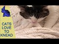 Magnificent Cat Air Biscuits, Awesome Pets Clips - 8 | Pets Only | | Extremely Pets | Pets Clips