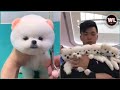 كلاب صغيرة مرحة وذكية smart and fun baby dogs