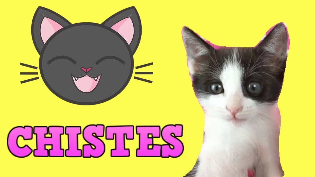 Mis gatitos bebés Luna y Estrella cuentan chistes para niños / Videos de risa de gatos