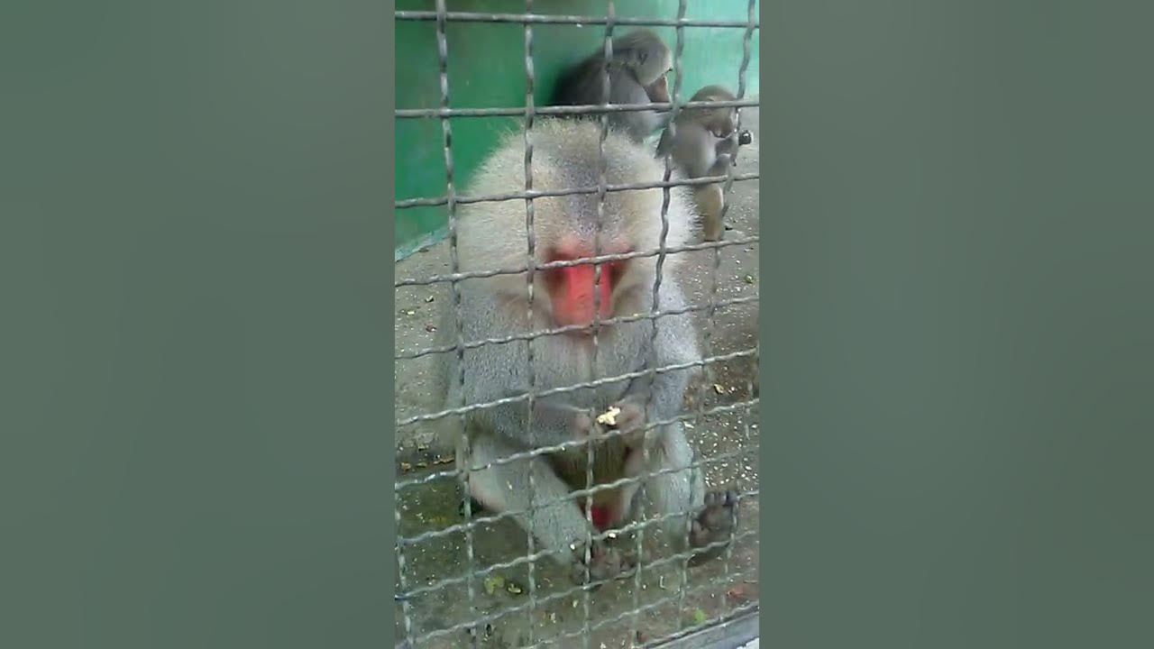 Обезьяна Чичичи - YouTube