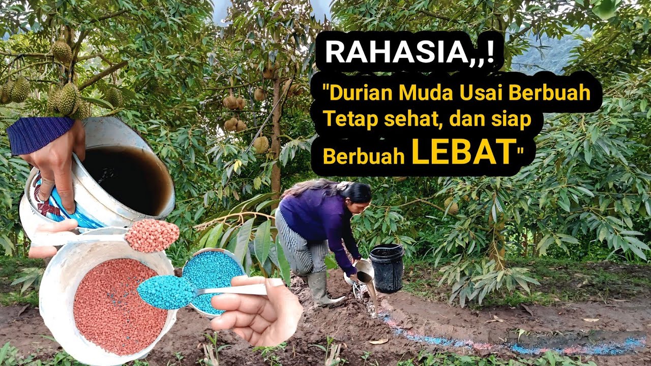 Merawat Tanaman Durian Muda untuk Meningkatkan stamina Usai Berbuah.