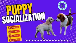 Puppy Party Panic? Socialization Simplified with GNP Sir
