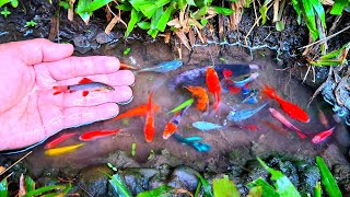Wah! Menangkap ikan laga, jerung besar, ikan berwarna-warni, pelbagai jenis ikan, ikan kecil, keli