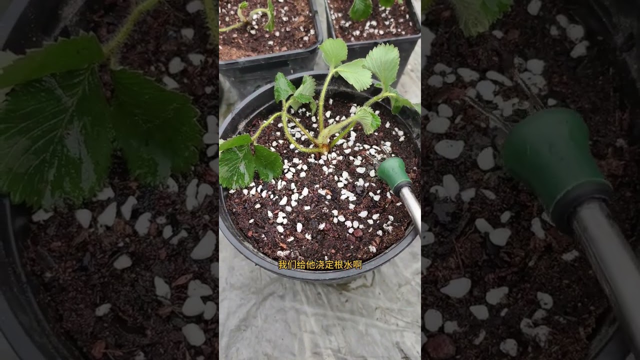 Top Tips for Growing Alpine Strawberries: Pros & Cons Unveiled