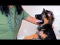 MY PUPPY'S FIRST BATH | German Shepherd