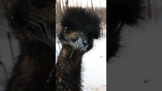 What this Emu does to my phone is too funny 😂 #shortsyoutube #farmlife #emu
