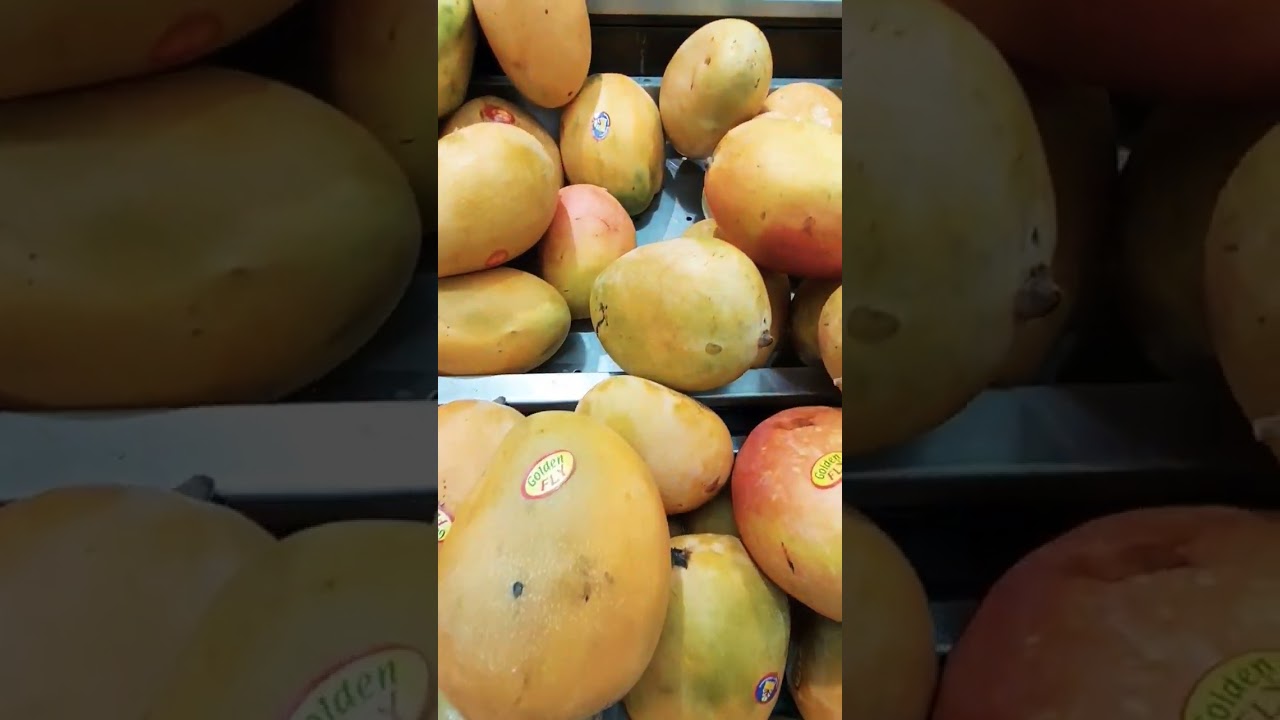 Mango |All County Mango |Sweet Mango |Egypt Mango | Pakistan Mango |Saudi Arabia Mango |