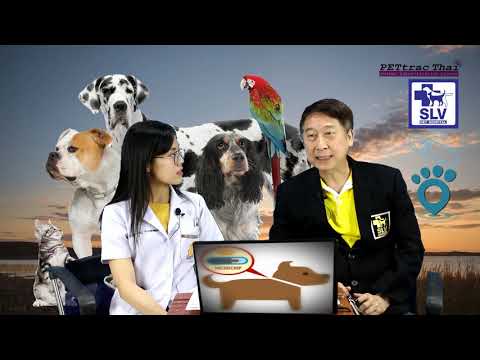 วีดีโอ: คำถามที่พบบ่อยเกี่ยวกับไมโครชิปสำหรับสุนัข