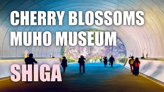 Miho Museum Shiga - Cherry Blossoms at a World Class Museum Designed by I.M. Pei