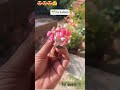 my sukoon #plants #nature #suport #subscribe #like