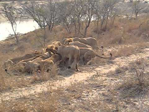 How fast are lions?