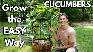 CUCUMBERS - How to Grow in Containers for Maximum Yield - Easy