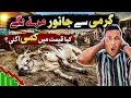 🔥 Naval Mandi Latest Rates Update Today 😱 | Qurbani 2026 Mein Qeematain Gir Gayi? Full Market Report