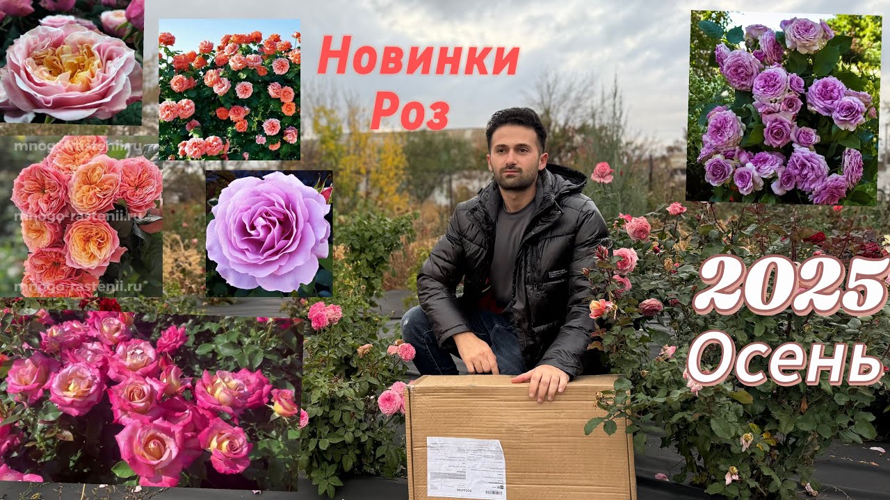 Посылка с Новыми Роза из Питомника Розы ￼ Вдохновения￼￼￼￼