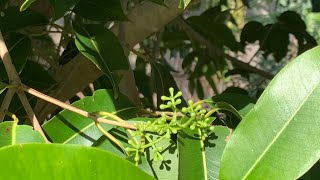 3 years grafted Jamun tree got flowers December 2022, Florida