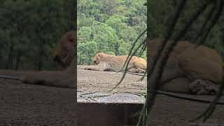 #relaxingtime#chillinafterrain#donotdisturb#monkeylife