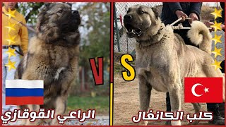 مقارنة بين كلب الكنغال التركي VS  وكلب الراعي القوقازي || KANGAL VS CAUCASIEN  SHEPHERD