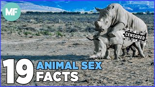 19 Odd Facts About Animal Sex