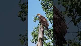 Eagle Hanging Out At The Lake