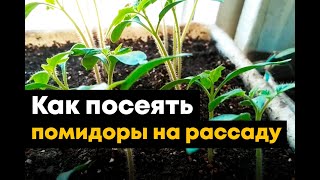 Посадка томатов на рассаду в Сибири и на Дальнем Востоке