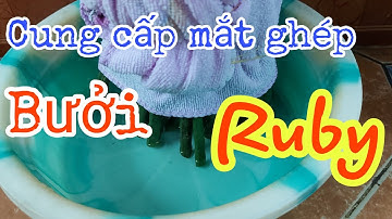 Cung cấp mắt ghép bưởi Ruby chuẩn từ Thái Lan cho khách đặt về ghép cải tạo