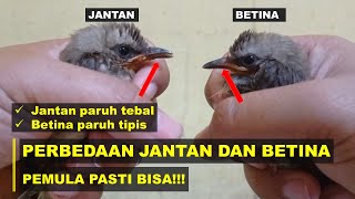 2 DIFFERENCES BETWEEN MALE AND FEMALE TRUCUKAN CHICKENS IN TERMS OF BEAK AND HEAD