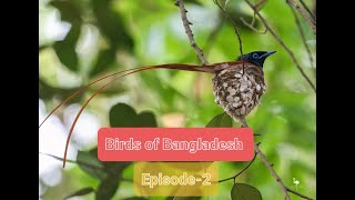 Birds Of Bangladesh  Episode-2 screenshot 2