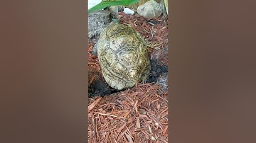 Greta the tortoise digging her hole to lay her eggs