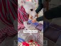 How To Make Pets Dress Using Pajama S Help Stray Dogs Using This Technique
