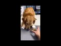 Dog changes his choice of cup after seeing more food in the other #shorts