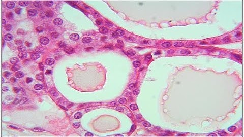 ONLINE Anatomy and Physiology II Lab 1: The Endocrine System