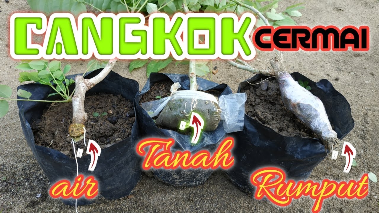 Cara simple mencangkok pohon cermai dengan 3 cara budidaya pohon