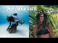 Moorea french polynesia  swimming with whales how we take photos island life