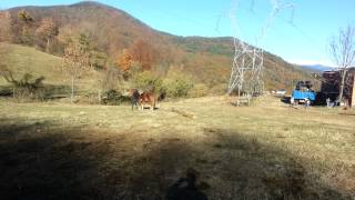 MURRI ' Cavall pirinenc català'