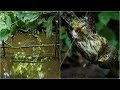 Primitive technology  produce bird traps from forest trees  step by step   survival skills