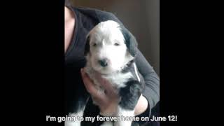 BRINGING MONO HOME | OUR 8 WEEK OLD SHEEPADOODLE PUPPY!