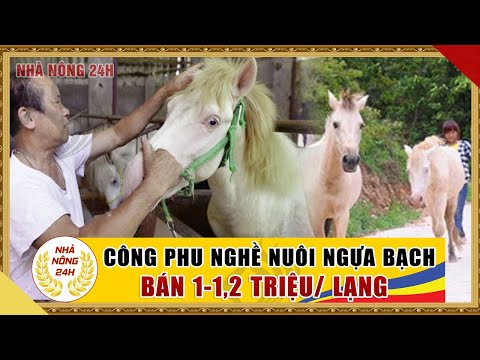 Video: Bạn có nên chăn ngựa của bạn?