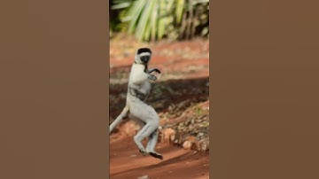 DANCING Sifaka lemur in Madagascar!!