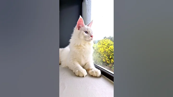 Video 10471491: kitten funnycats cutecat mainecoon, mainecoon cat funnycats cutecats, mainecoon kitten meow cat, mainecoon kitten cute funnycats