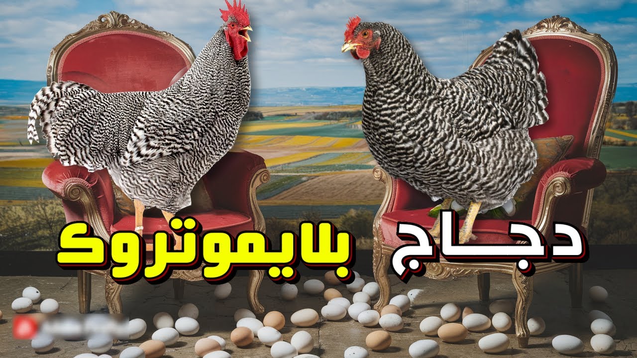 كل ما يجب عليك ان تعرفه عن سلالة دجاج  البلايموتروك الأمريكي 🐔 بيض غزير و أوزان كبيرة ماشاء الله 💥