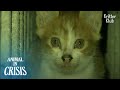Cat Family In Terrible Shape Was Locked Up Inside The Bricks | Animal in Crisis EP271