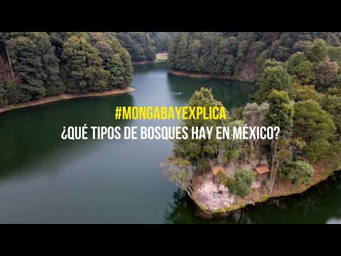 #MongabayExplica: ¿Qué tipos de bosques hay en México?