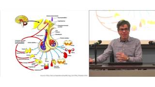 Conférence ISS: «Conséquences à long terme de l'exposition précoce aux perturbateurs endocriniens sur la santé humaine: de la tête aux pieds!» - Partie 1