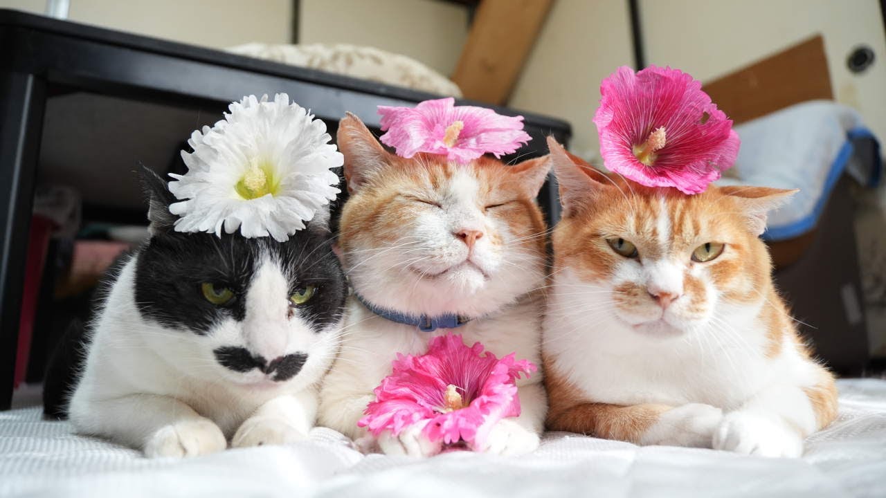 のせ猫 のせ猫 x お正月 2025 New Year cat 250101 - YouTube