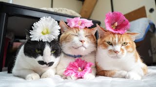 タチアオイ のせ猫 250812 - YouTube