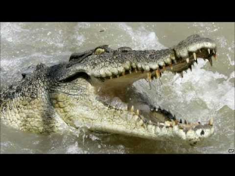 Who would win in a fight between a shark and a crocodile?