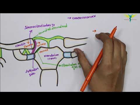 Video: Co jsou klavikulární klouby?